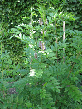 % Süßholz Wurzel bio